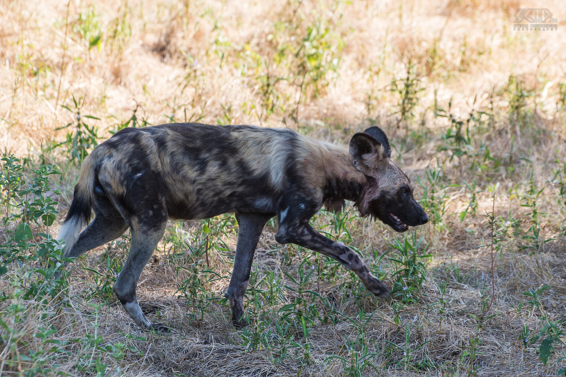 South Luangwa - Wilde hond Tijdens onze 5 dagen safari in South Luangwa kwamen we ook meerdere keren een roedel van Afrikaanse wilde honden (African wild dog, Lycaon pictus) tegen. Het is een bedreigde diersoort die enorme afstanden kan reizen.  Stefan Cruysberghs